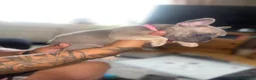 French Bulldog dogs for sale: Beautiful french bulldog female puppies  - Advert 13