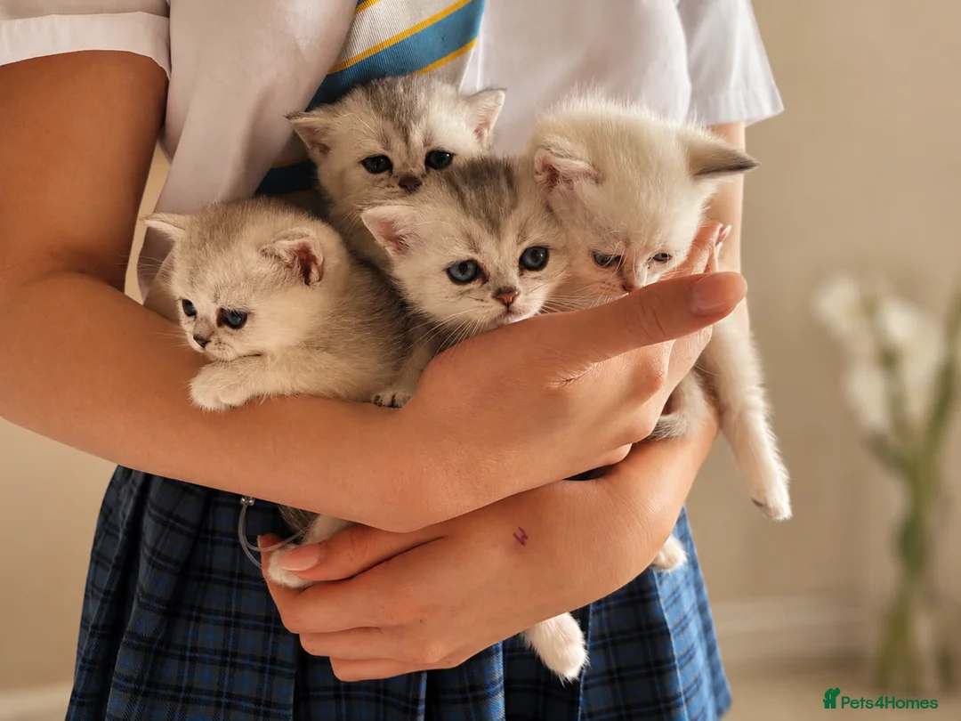 British Shorthair cats for sale: BSH GCCF reg., silver chinchilla & colour point  - Advert 1