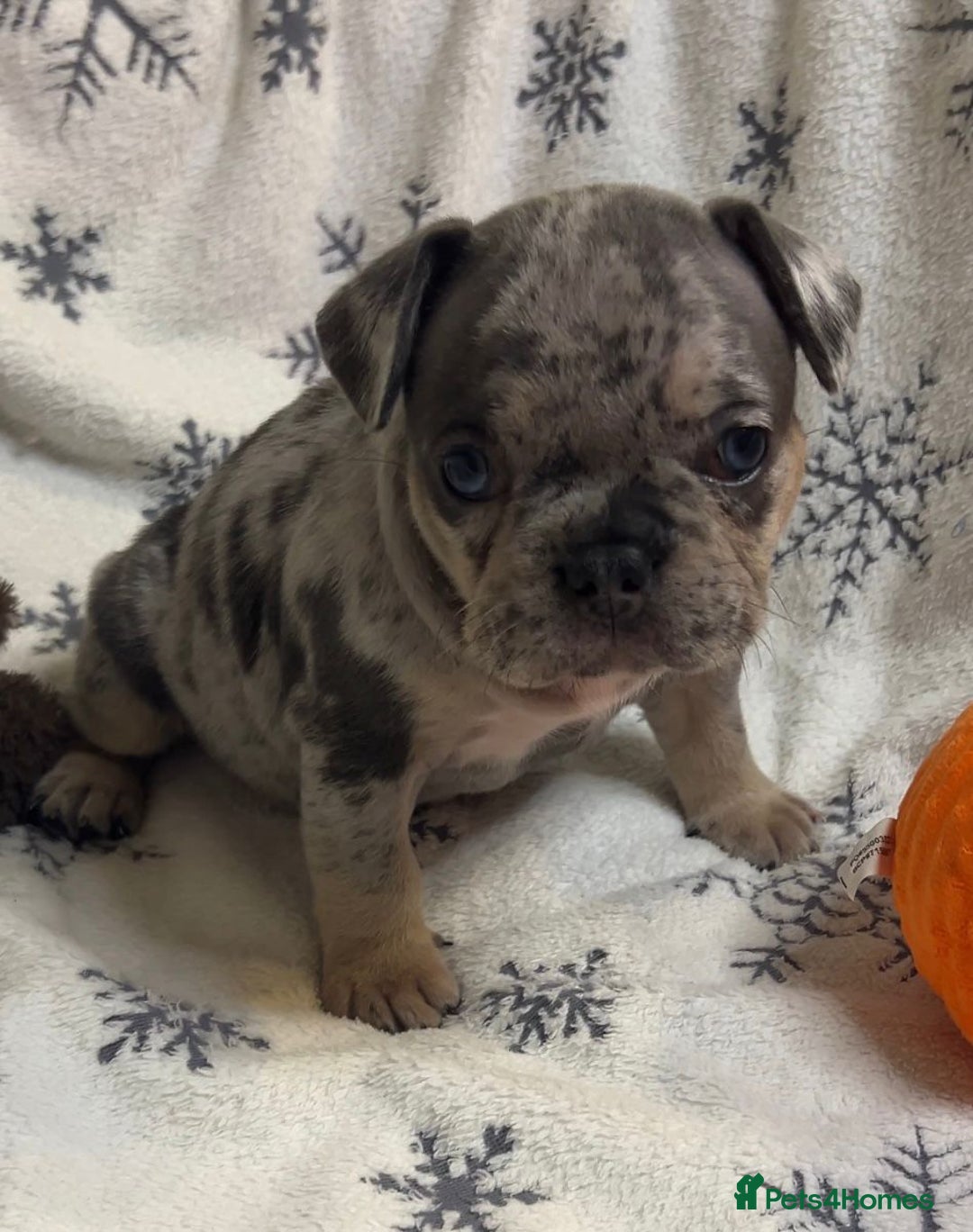 French Bulldog dogs for sale: Gorgeous French Bulldog Puppies - Advert 5
