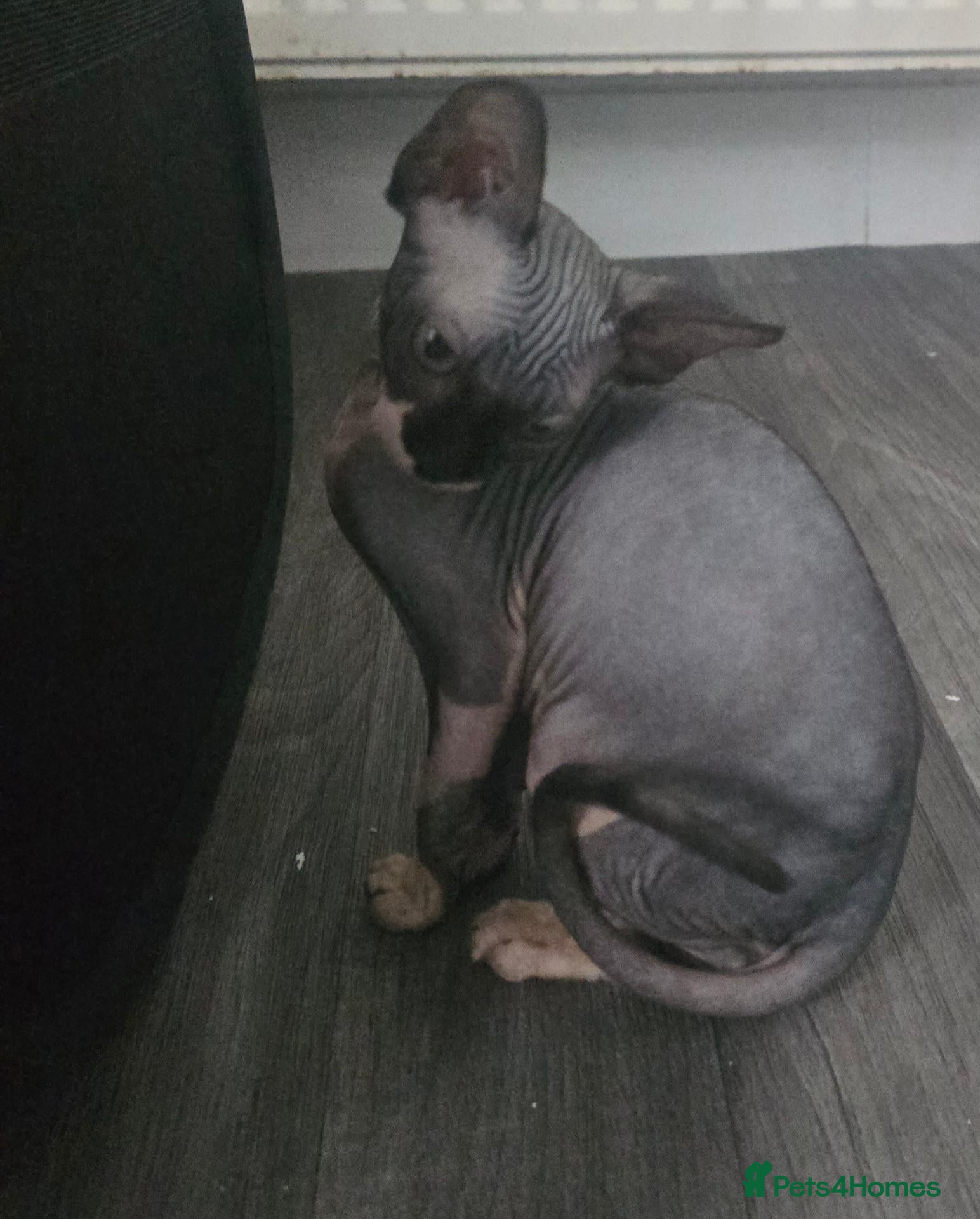 Sphynx cats Ready Sphynx Kittens Looking for Their Forever 🏰 - Advert 19