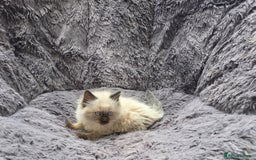 Ragdoll cats for sale: GCCF registered ragdoll kittens. in Grimsby - Image 5