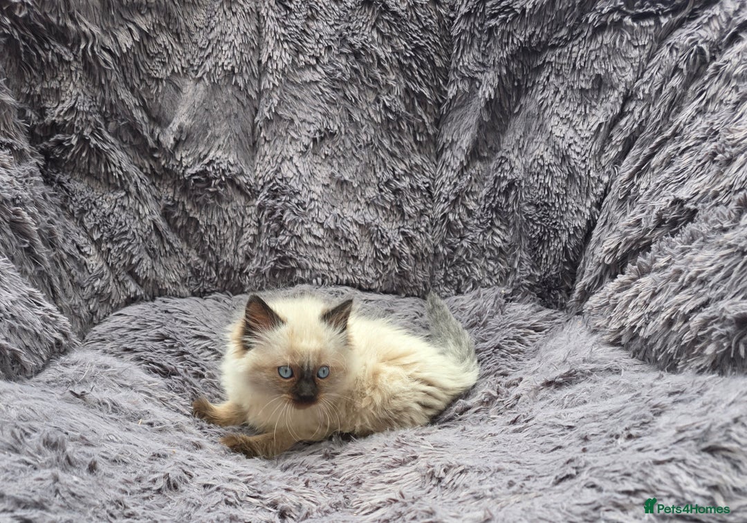 Ragdoll cats for sale: GCCF registered ragdoll kittens. in Grimsby - Image 5