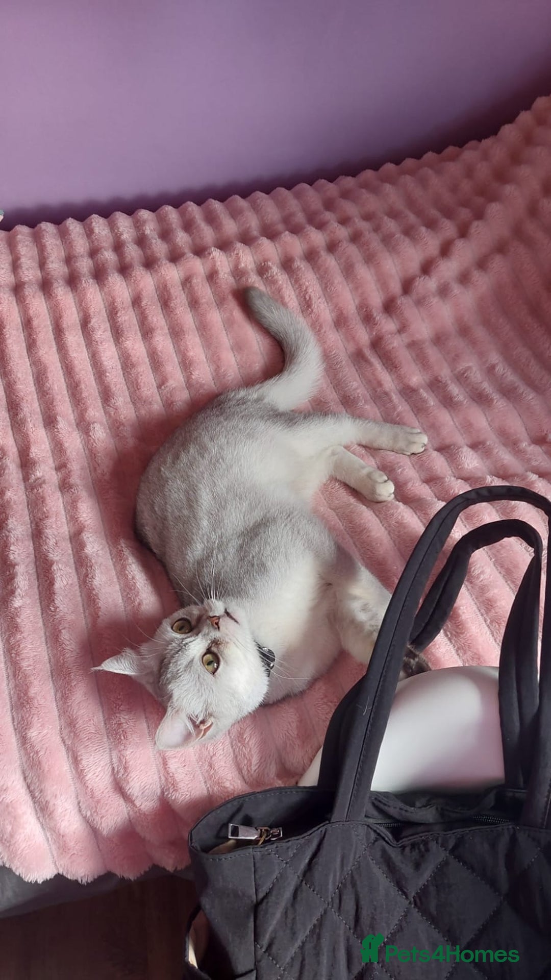 Scottish Fold cats for sale: Lovely silver white female looking for new home - Image 3