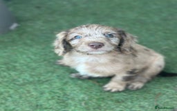 Sproodle dogs for sale: F1 Sproodle Puppies  - Image 7