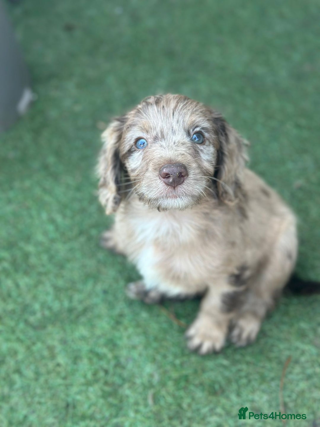 Sproodle dogs for sale: F1 Sproodle Puppies  - Image 7