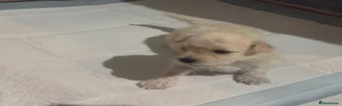 Maltipoo 1
