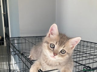 Scottish Fold cats - Advert 5