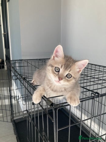 Scottish Fold cats - Advert 15