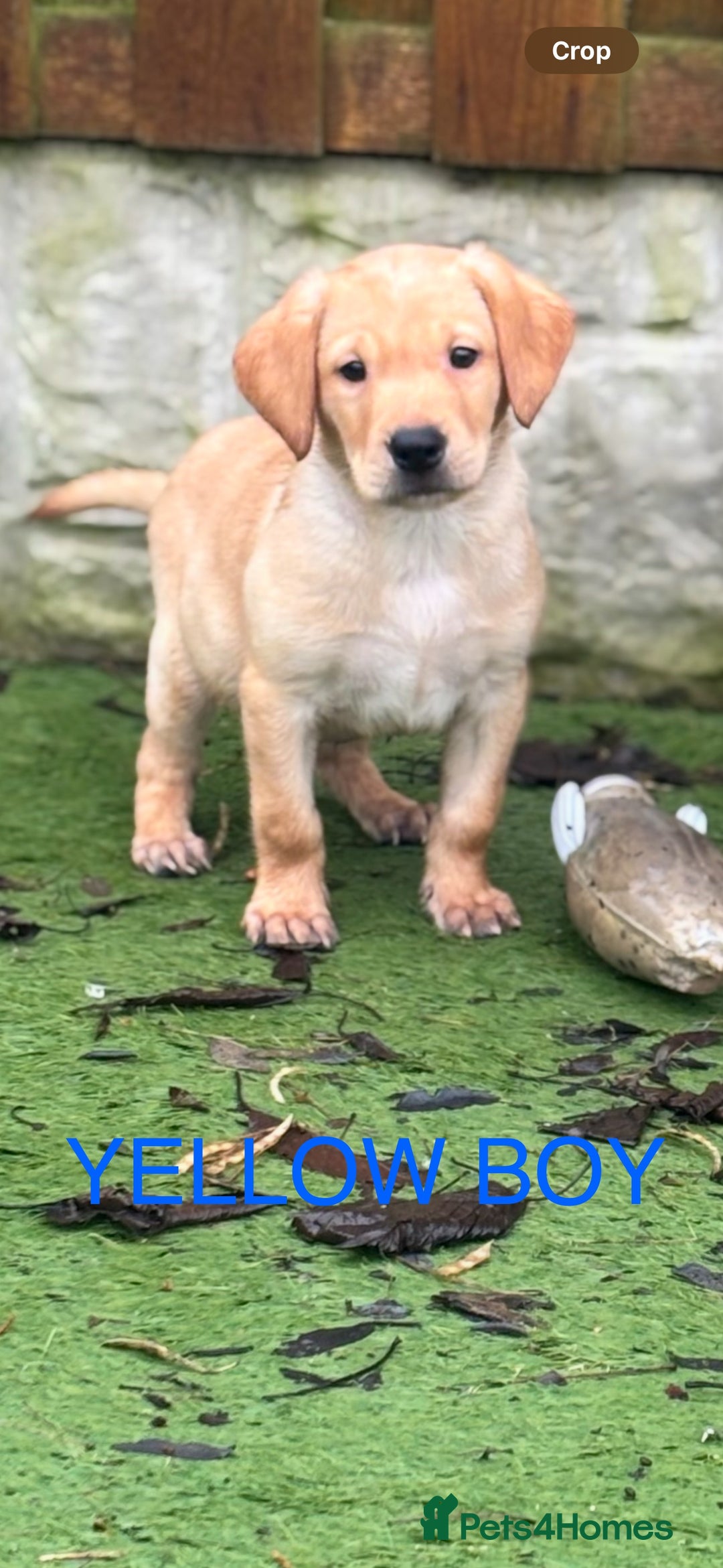 Labrador Retriever dogs for sale: KC reg Labrador puppies  - Advert 7