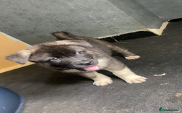 Akita dogs for sale: Akita puppies  - Image 13