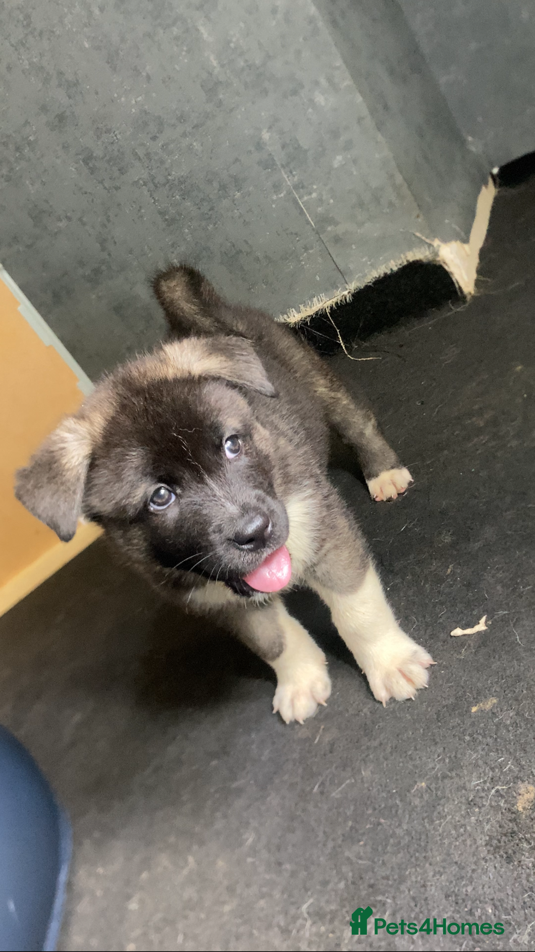 Akita dogs for sale: Akita puppies  - Image 13