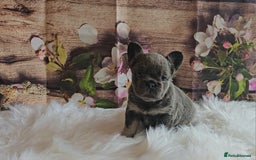 French Bulldog dogs for sale: Welcome to the Fluffy Crew 🥰 - Advert 30