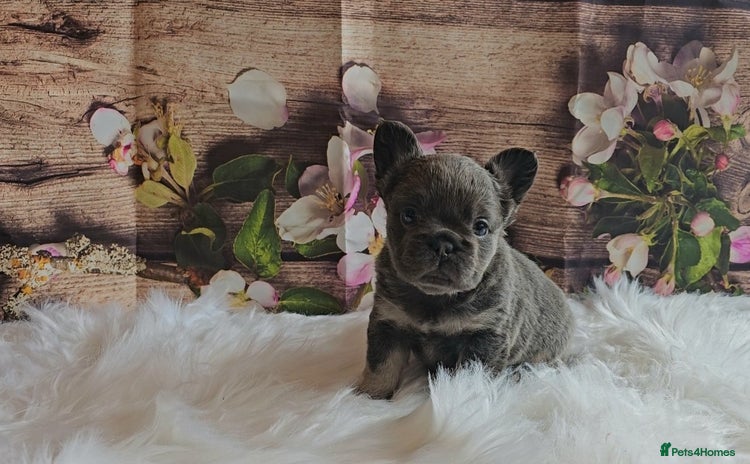 French Bulldog dogs Welcome to the Fluffy Crew 🥰 - Advert 3