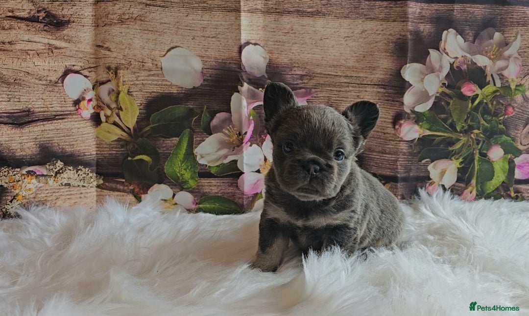 French Bulldog dogs for sale: Welcome to the Fluffy Crew 🥰 - Advert 30