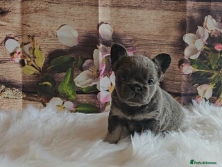 French Bulldog dogs Welcome to the Fluffy Crew 🥰 - Advert 7