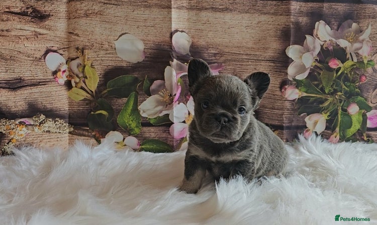 French Bulldog dogs Welcome to the Fluffy Crew 🥰 - Advert 3