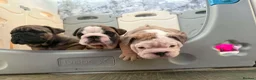 English Bulldog dogs for sale: Quality English bulldogs - Advert 8