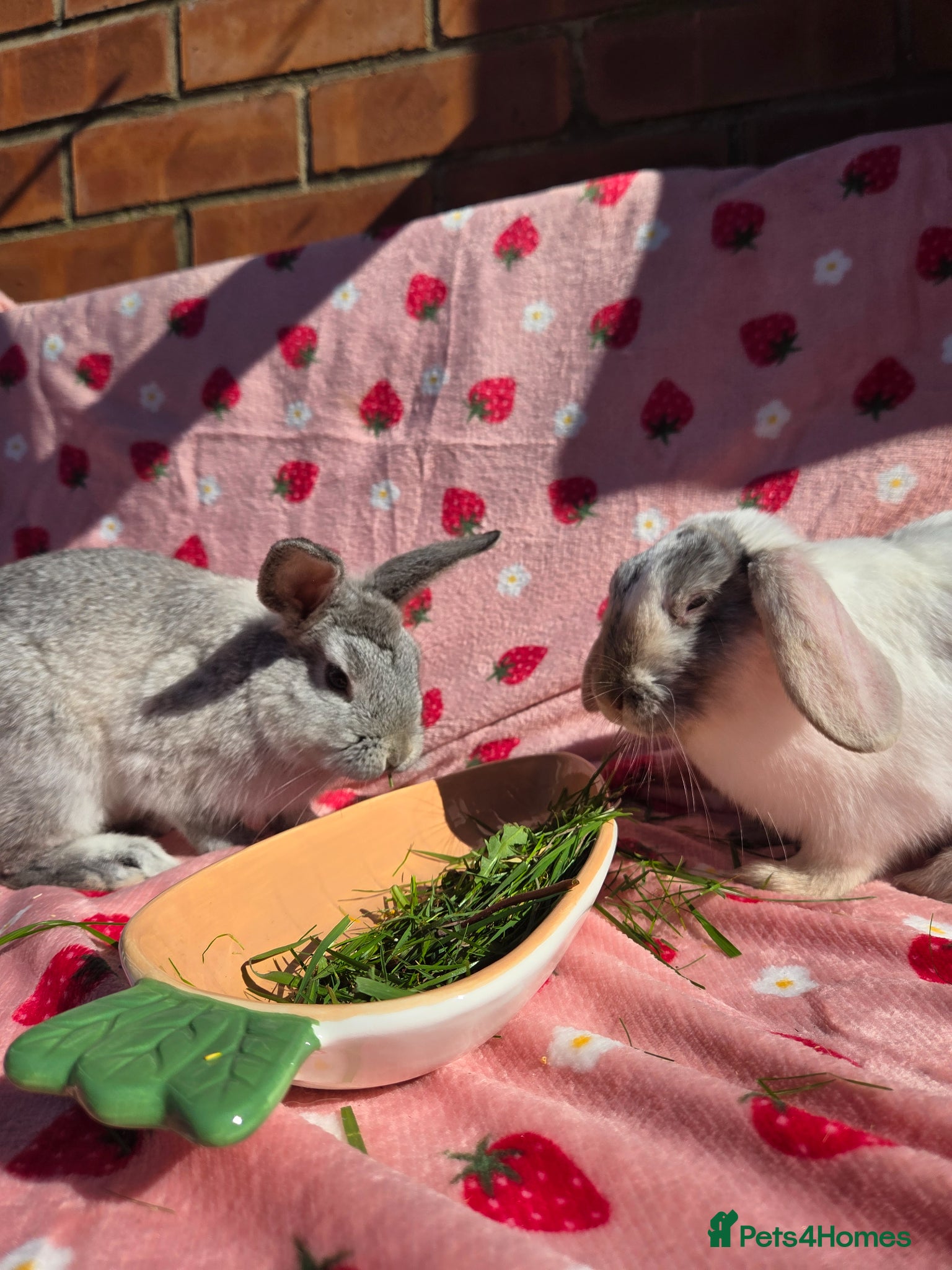 Mini Lop rabbits ☆Very tame Mini lops 10 week ☆2 left 1 does 1 buck - Advert 1