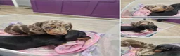 Miniature Dachshund dogs for stud: GLYNFELIN JACK MASTER FUNK miniature dachshund - Advert 9