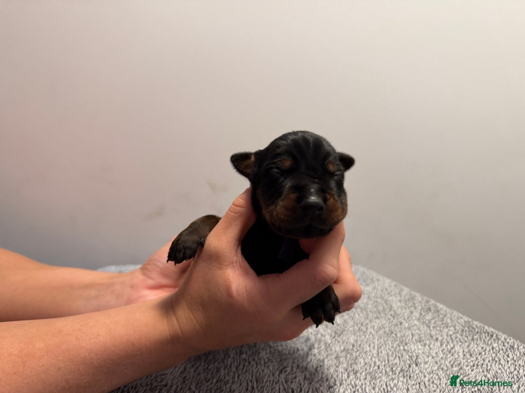 Dobermann dogs for sale: ⭐️🩸12x Championship Bloodline Doberman Puppies - Image 2