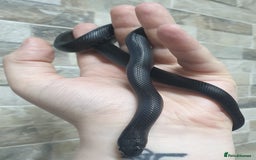 King Snake reptiles for sale: Male Mexican Black Kingsnake - Image 4