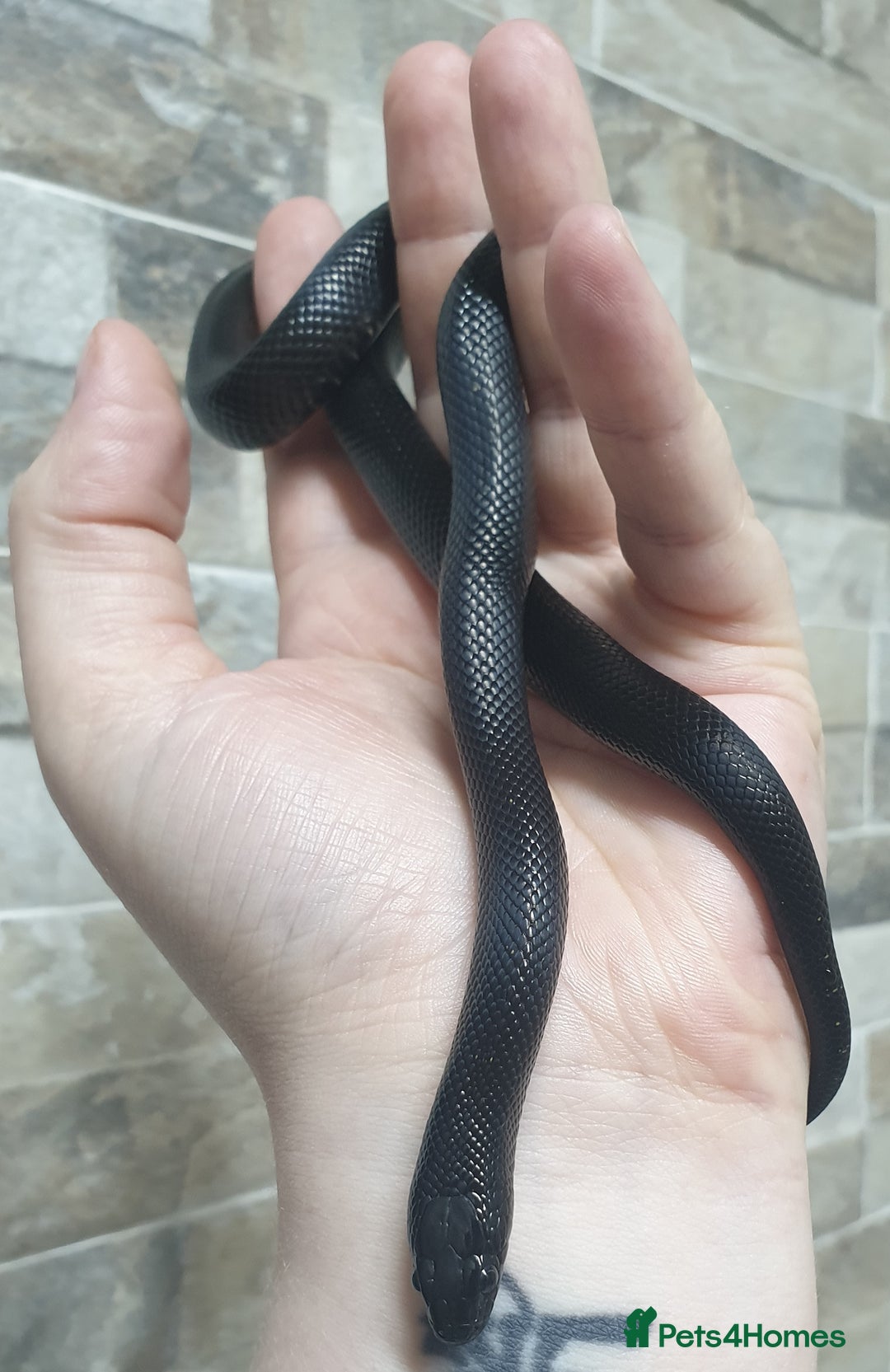 King Snake reptiles for sale: Male Mexican Black Kingsnake - Image 4