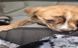 Mixed Breed dogs for sale: Beautiful male - Image 5