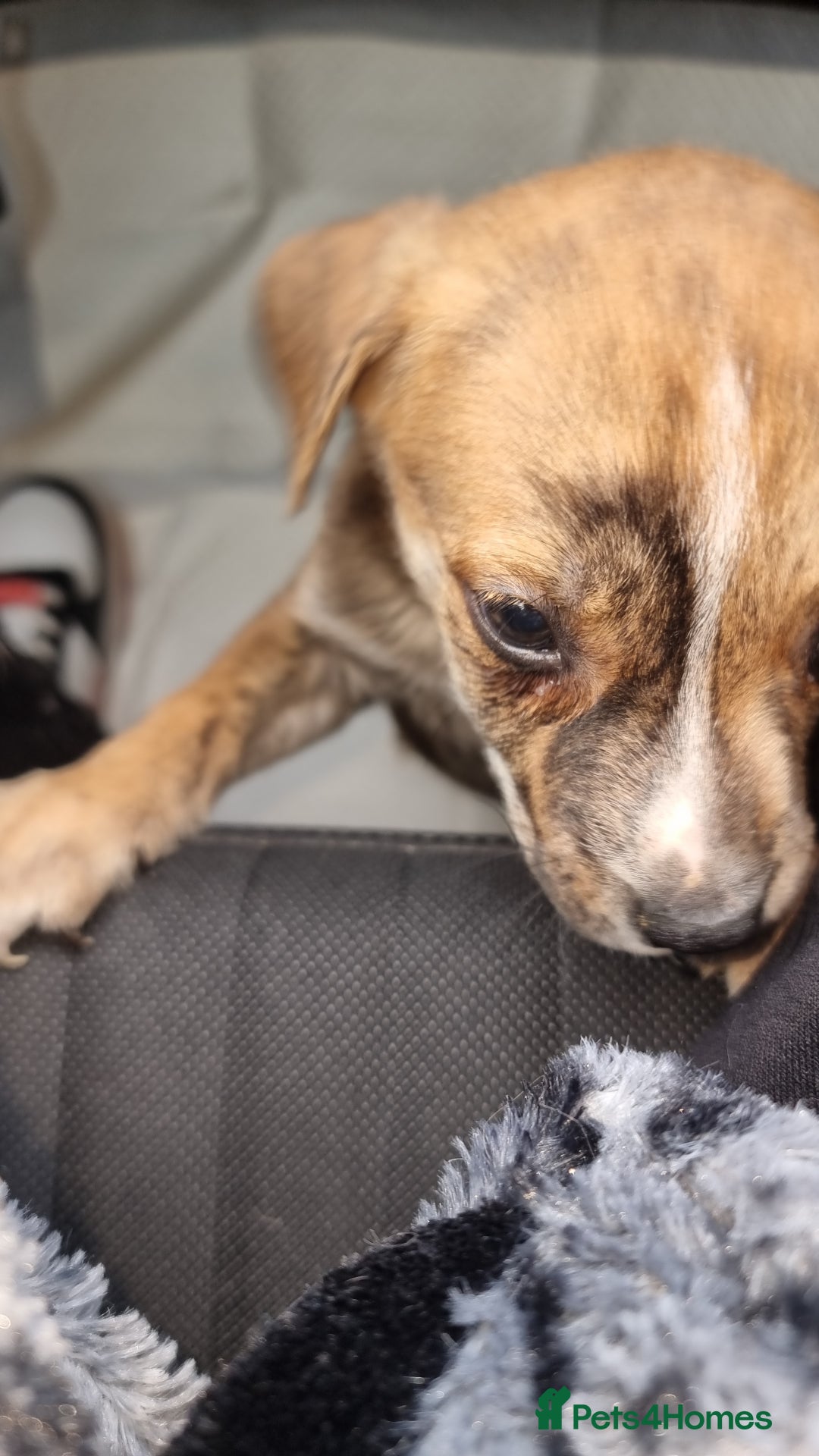 Mixed Breed dogs for sale: Beautiful male - Image 5