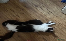 British Longhair cats for sale: Gorgeous long and shorted haired ready now 🩷💙 - Image 5