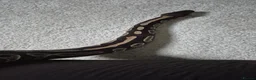 Python Snake reptiles for sale: 2 ball pythons - Advert 3