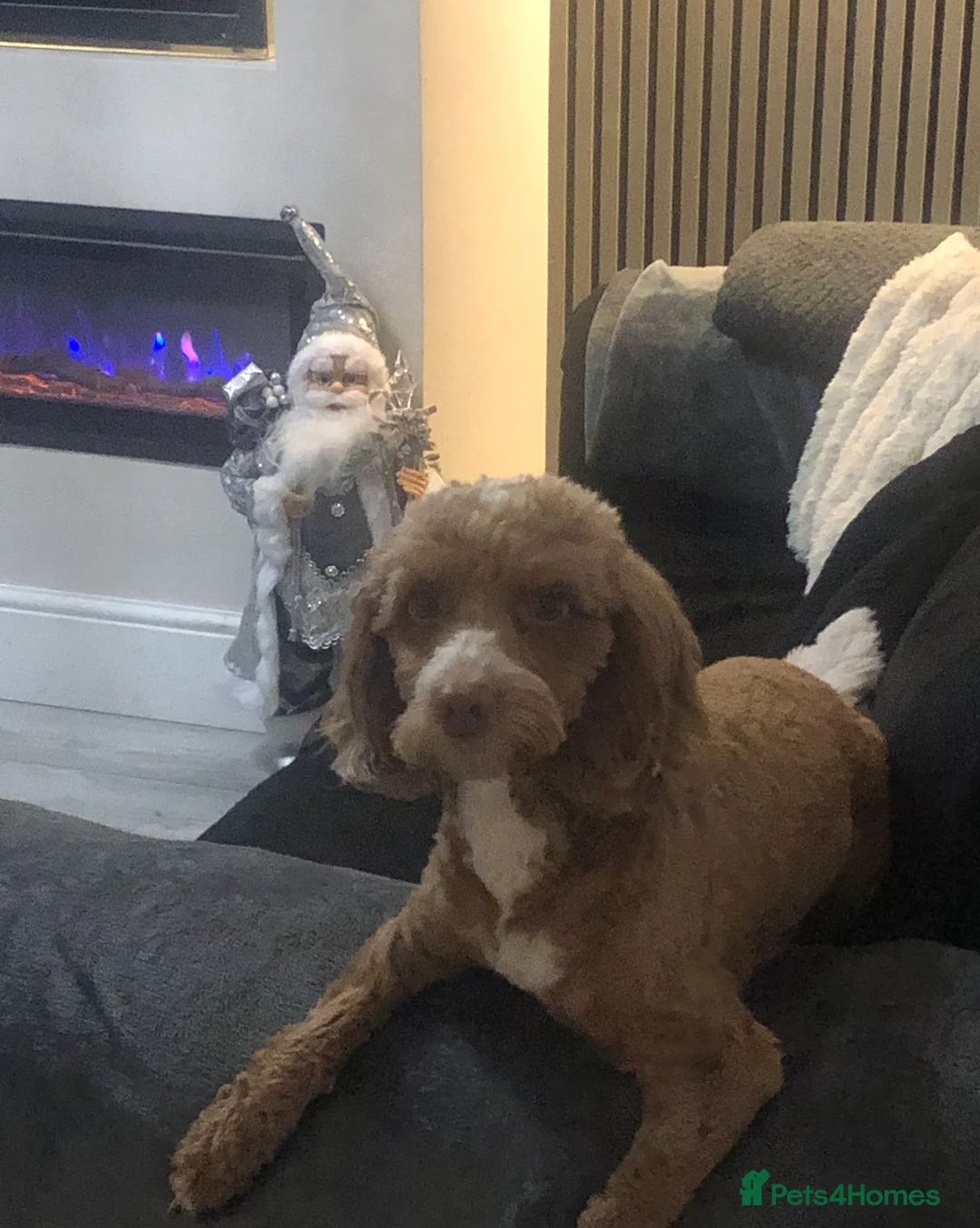 Cockapoo dogs for sale: Cockapoo pups for sale  - Advert 2