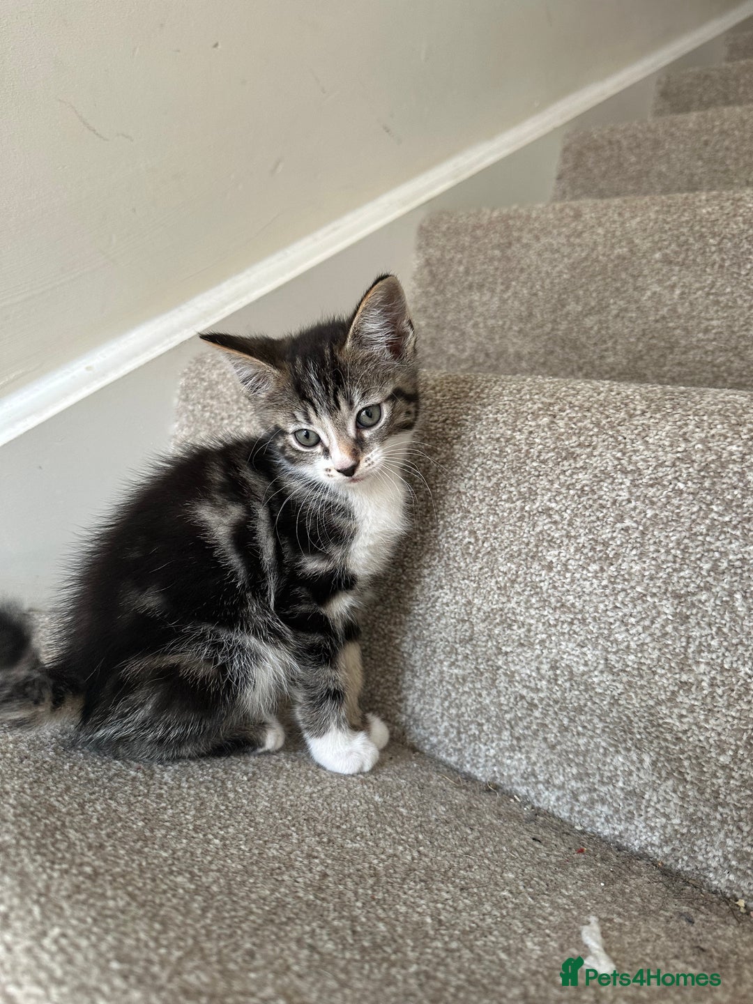 Bengal cats for sale: Bengal cross kittens  in Woodstock - Image 3