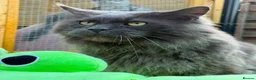 Maine Coon cats for sale: Tica registered Maine Coons - Advert 3