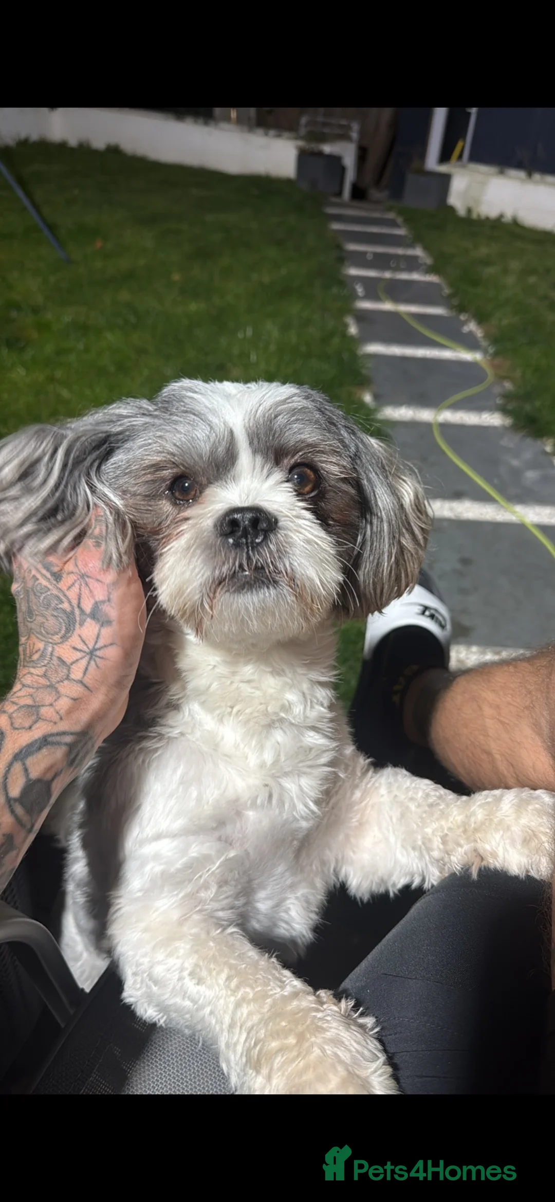 Lhasa Apso dogs for stud: My youngest of 3 Lhasa is available for stud  - Advert 1