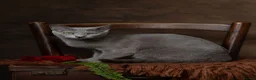 Russian Blue cats for sale: TICA Reg Boutique Russian Blue Kittens  - Advert 30