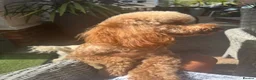 Miniature Poodle dogs for stud: TEDDY – PROVEN RED MINIATURE POODLE STUD - Advert 4