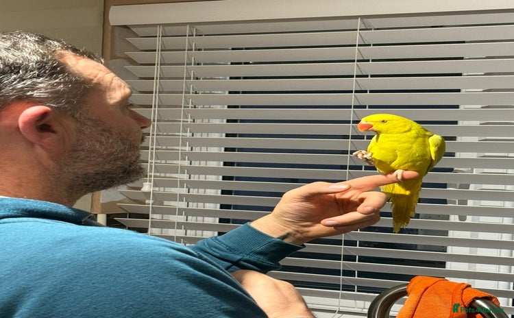 Ringnecks birds - Advert 4