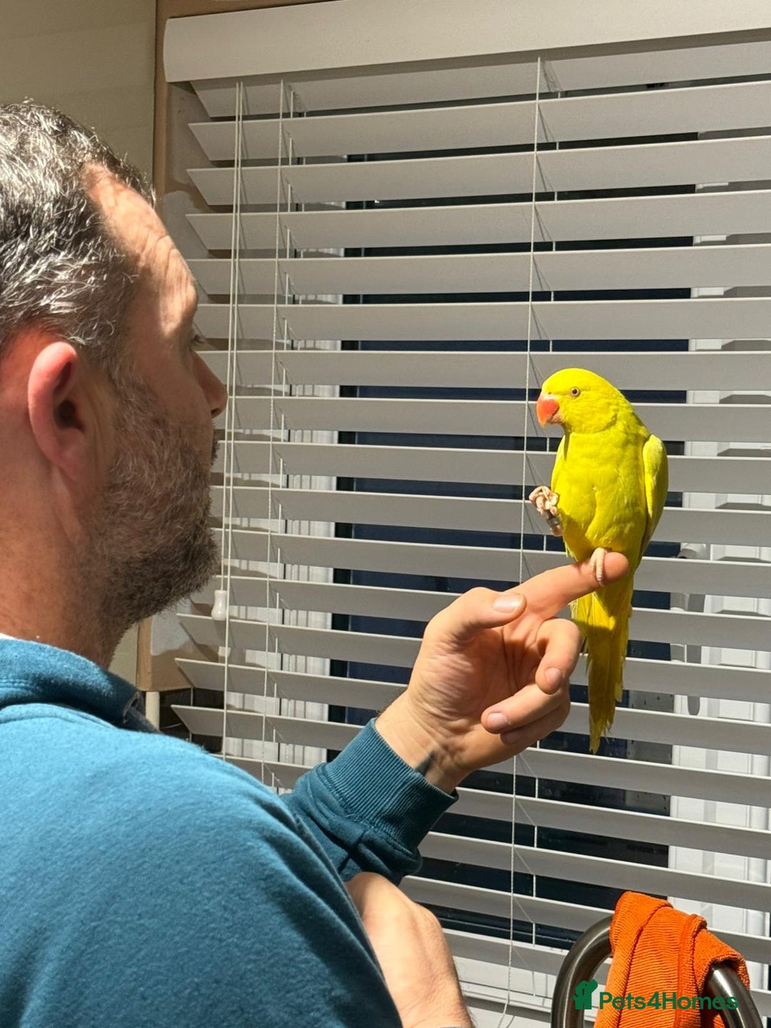 Ringnecks birds for sale: Yellow Ring neck parakeet - Image 1