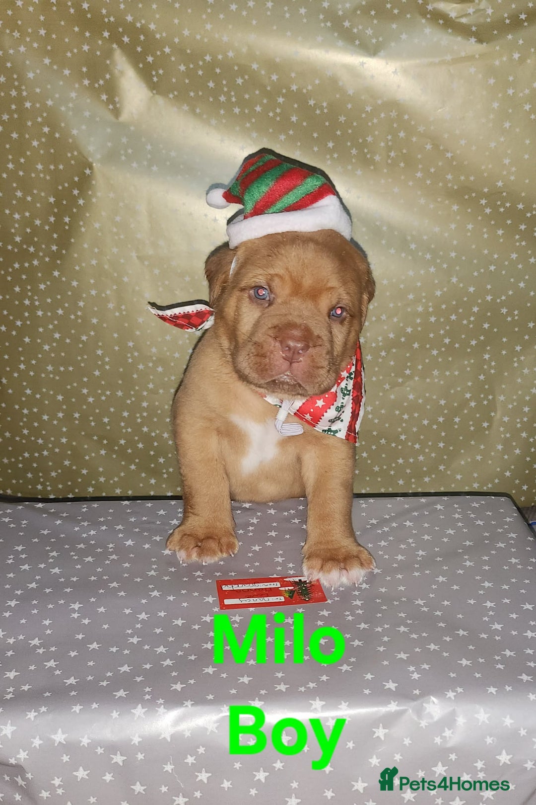 Dogue De Bordeaux dogs for sale: Dogue DeBordeaux puppies, 7males,2female - Advert 3