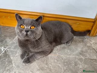British Shorthair cats British shorthair male - Advert 2