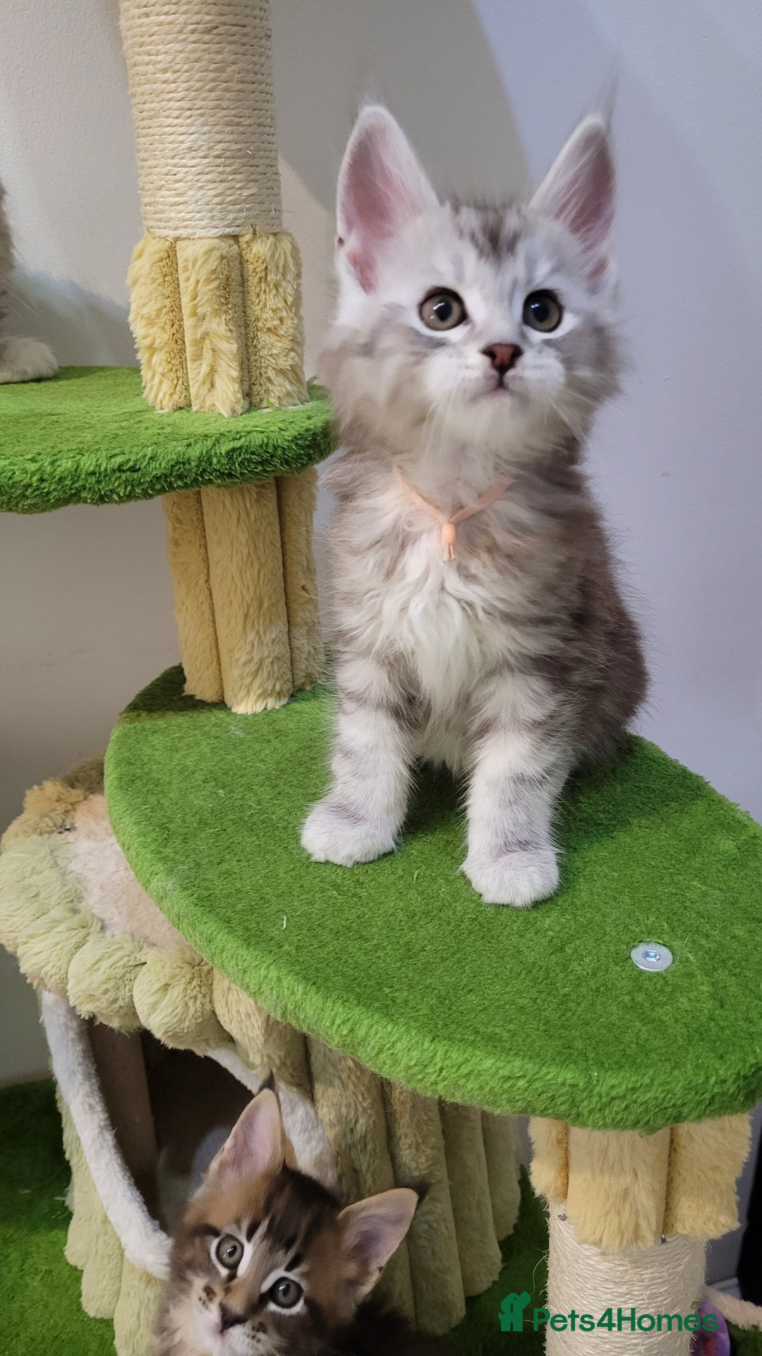 Maine Coon cats for sale: Tica registered Maine coon kittens  - Advert 11