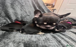French Bulldog dogs for sale: Gorgeous Puppies ready to be reserved  - Image 25