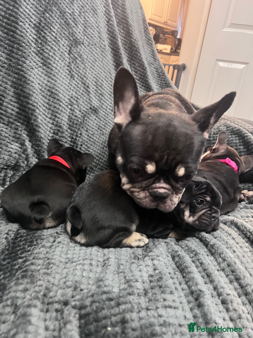 French Bulldog dogs for sale: Gorgeous Puppies ready to be reserved  - Image 25