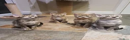 Bengal cats for sale: 🐆🐆Beautiful Pedigree Bengal Kittens🐆🐆  - Advert 5