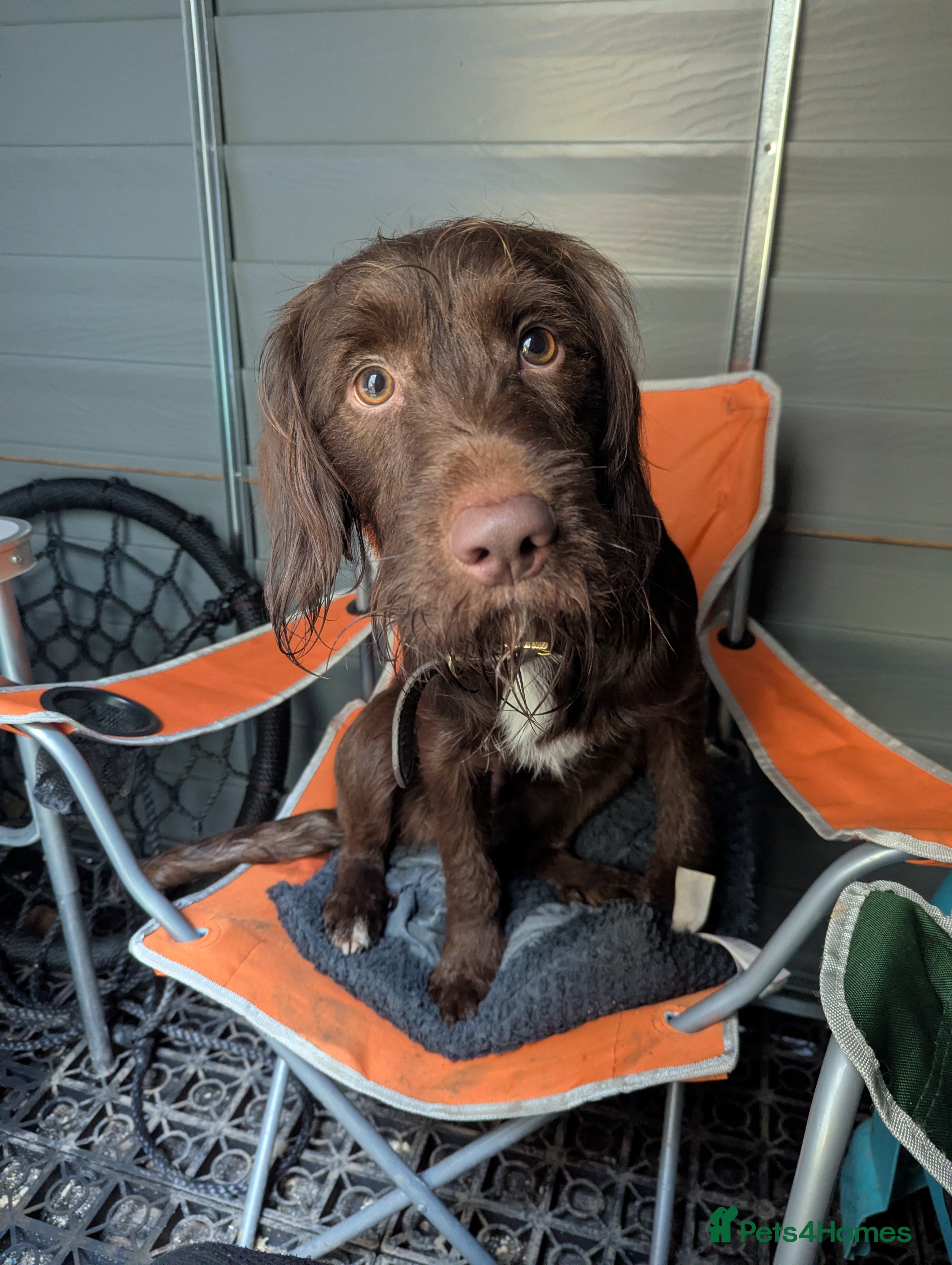 Mixed Breed dogs Health tested Cocker spaniel cross splurcher.  - Advert 7