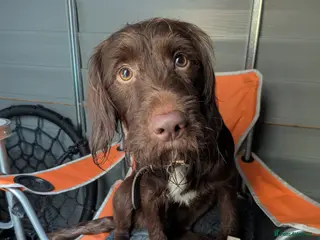 Mixed Breed dogs Health tested Cocker spaniel cross splurcher. - Advert 7