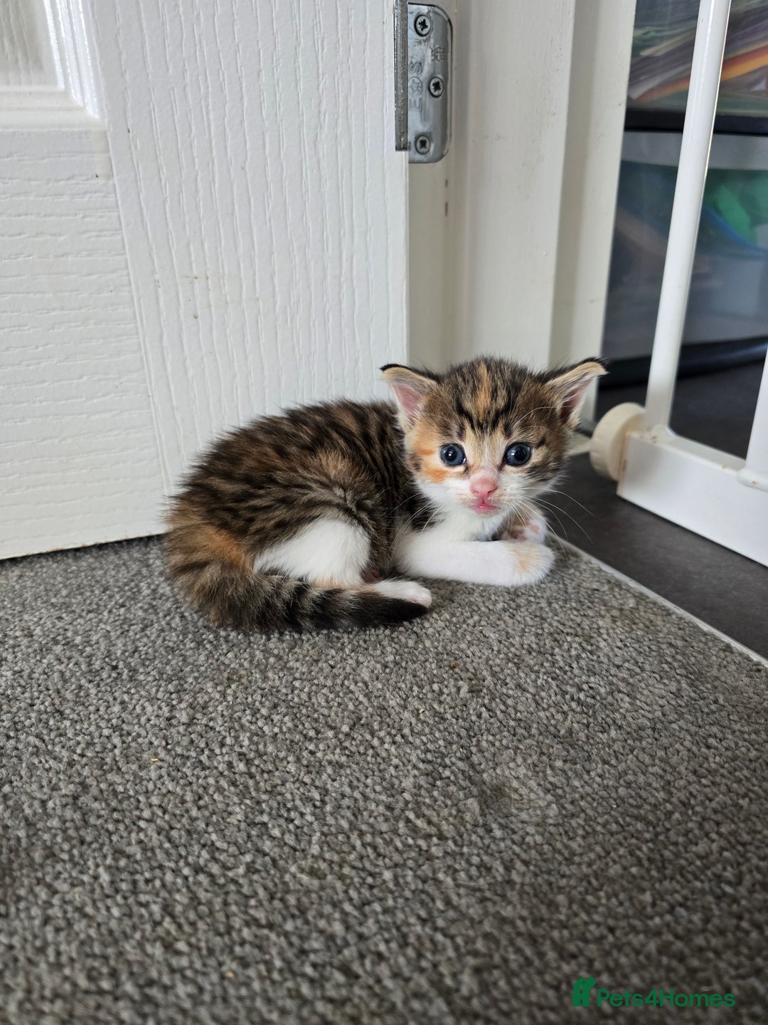 Domestic Shorthair cats for sale: Beautiful Girl Kitten ready to leave - Image 12