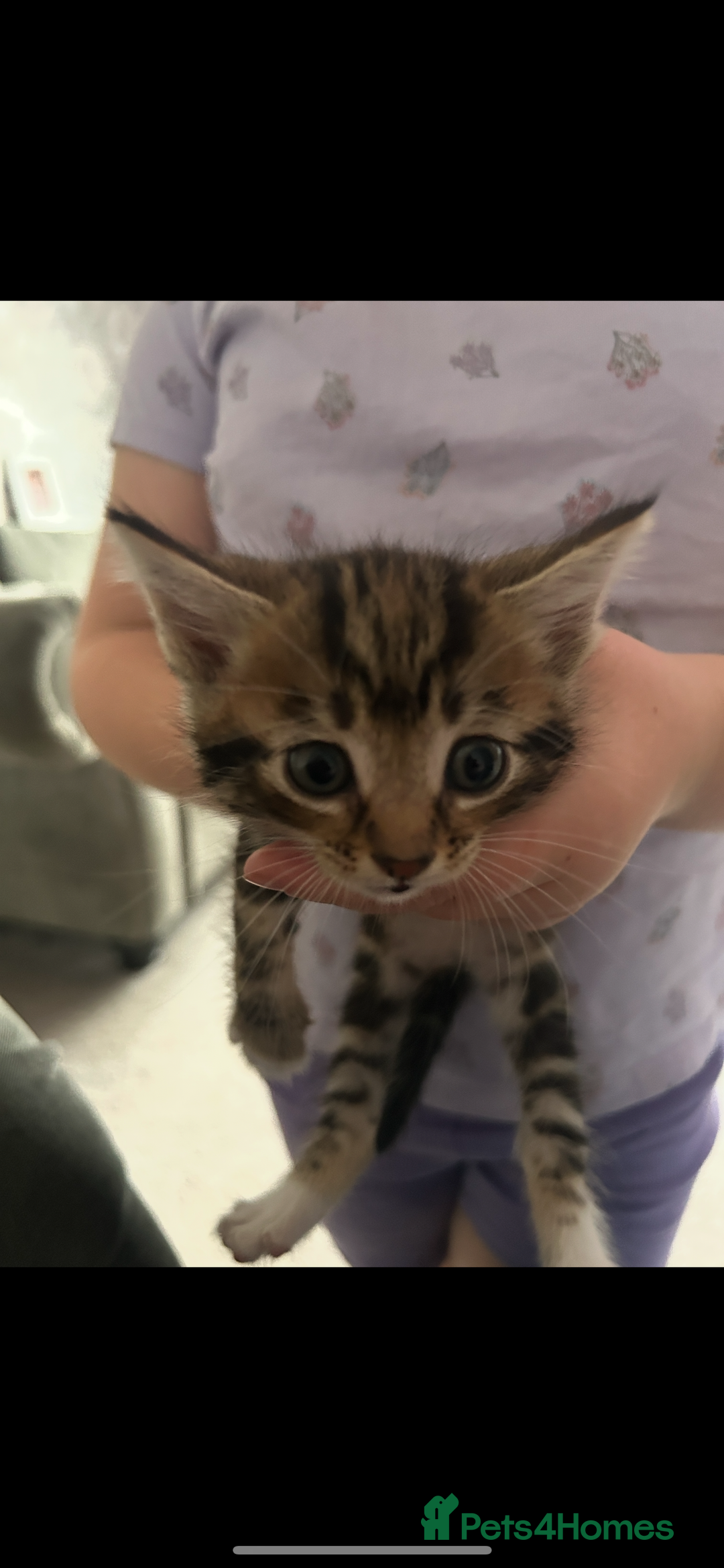 Domestic Shorthair cats for sale: One Female and Male Kitten Set - Image 4