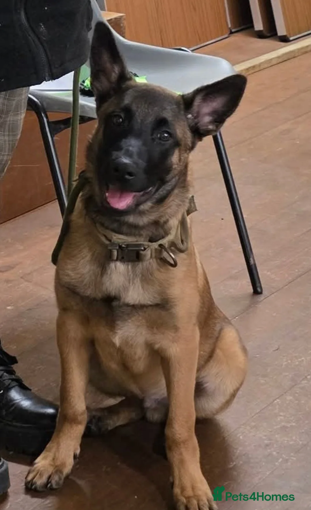 Belgian Shepherd Dog dogs for sale: Belgian Malanois Puppy - Advert 3