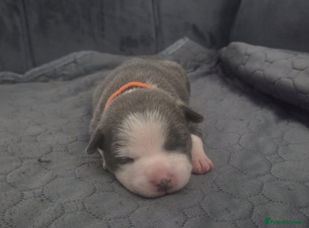 Staffordshire Bull Terrier dogs for sale: 5 staffordshire bull terrier puppies  - Advert 14